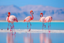 Wild African Birds, Group African Flamingos Walking Around The Blue Lagoon On A Sunny Day