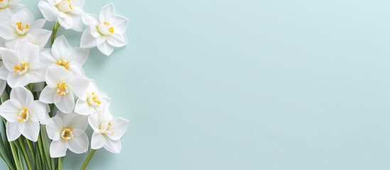 Fototapete - Fresh scented bouquet of white narcissus on a colored backdrop isolated pastel background Copy space
