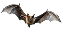 Isolated Bat. Perfect Image For Halloween. 