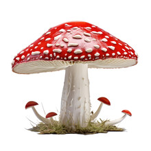  Fly Agaric Mushroom On Transparent Background
