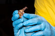 Handling of a bat by a scientist 