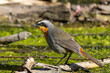 Cape robin-chat (Dessonornis caffer)  at water