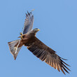 Yellow-billed kite in flight carrying a trig. 