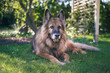 Stary pies, owczarek niemiecki odpoczywający w zielonym ogrodzie