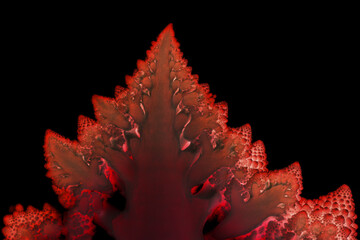Wall Mural - Red abstract mosaic on black bacground made of romanesco cauliflower