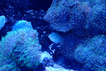 Wall Mural - Small sea fish in sea water with coral in the background.