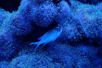 Wall Mural - Small sea fish in sea water with coral in the background.