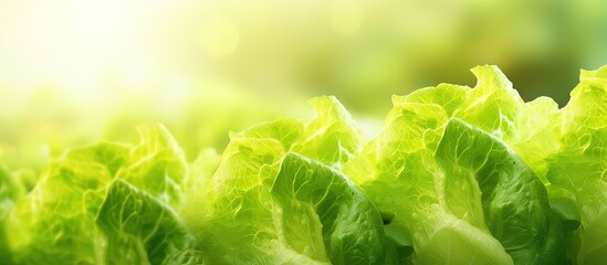 Canvas Print - Blurred green lettuce plants in a farming field closeup