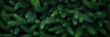 Nahaufnahme, Textur von grünen, frischen Tannenbaumzweigen in der Draufsicht