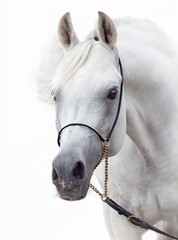 Wall Mural - portrait of white amazing arabian stallion against white background. close up