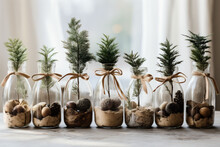 Spruce, Pine And Juniper Seedlings In Glass Jars. Eco Friendly Sustainable Christmas Gifts. Reforestation, Deforestation And Sustainability Concept. Copy Space