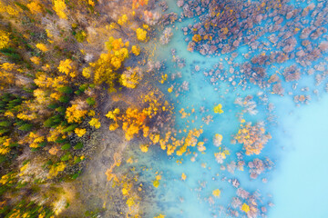 Wall Mural - aerial view. fall forest in turquoise water. natural scenery in fall time. mountain lake and trees. 