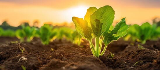 Wall Mural - Young sugar beet leaves grow in an agricultural field at sunset