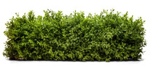 Green Trimmed Bush Hedge Fencing, Png File Of Isolated Cutout Object With Shadow On Transparent Background.
