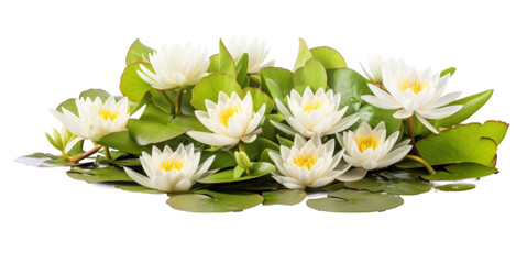 Wall Mural - group of blooming floating water lilies, png file of isolated cutout object on transparent background.