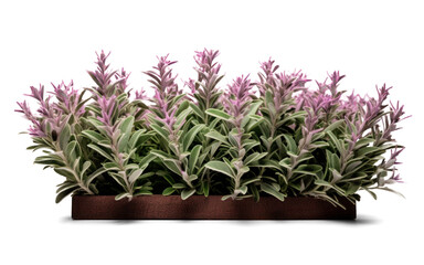 blooming salvia growing in a pot, png file of isolated cutout object with shadow on transparent background.