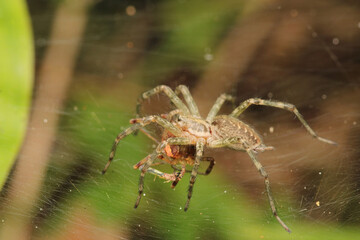 natural tetragnatha extensa spider macro photo