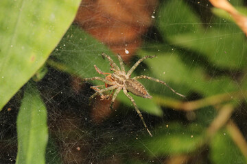 natural tetragnatha extensa spider macro photo