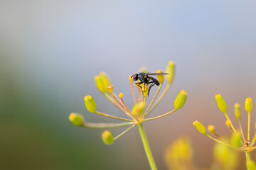 Wall Mural - Close up view of single fly on a yellow flower , shallow depth of field.