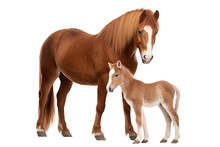 Horse And Cute Foal, Cut Out