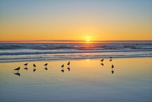 Seagulls On Beach Sund At Atlantic Ocean Sunset With Surging Waves At Fonte Da Telha Beach, Costa Da Caparica, Portugal