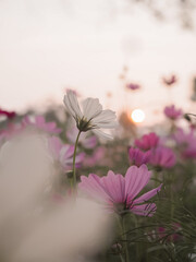 Wall Mural - White cosmos flower in the garden with sunset time