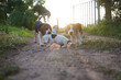 A group of beagles, both white and tri-colored, are playing on the ground in the yard in evening,selective focus.