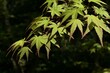 Decorative green palmately lobed leaves of Palmate Maple tree, latin name Acer Palmatum, some with red tips on leaves visible. Sunlit by spring daylight sunshine, darker shady background. 