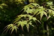 Green palmately lobed leaves of Palmate Maple tree, latin name Acer Palmatum, some with red tips on leaves visible. Sunlit by spring daylight sunshine, darker shady background. 