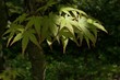Palmately lobed leaves of Palmate Maple tree, latin name Acer Palmatum, some with red tips on leaves visible. Sunlit by spring daylight sunshine, darker shady background. 