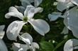 Fully blossoming white flowers of broadleaf tree Flowering Dogwood, latin name Cornus Florida, sunbathing in spring daylight sunshine. 