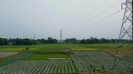 Sticker - Drone footage of village farmland, 4k video of tending farmland, video of electricity tower above farmland, drone video of paddy field, afternoon view of village farmland