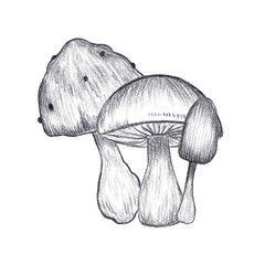 Hand drawn black pencil mushrooms isolated on white background. Can be used for post card, label, ornament.