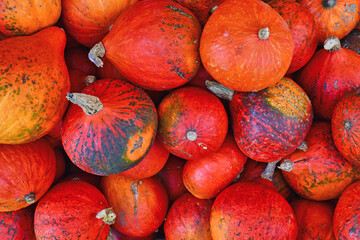 Wall Mural - Many bright red Kuri Hokkaido squashes in pile