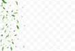 Mint Foliage Spring Vector Transparent Background