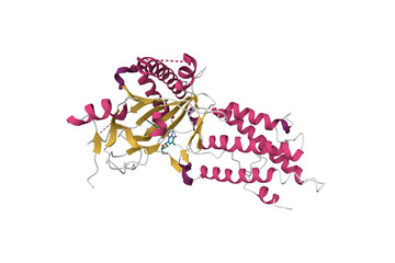 Wall Mural - Crystal structure of the fat mass and obesity associated (FTO) protein. 3D cartoon model, secondary structure color scheme, PDB 3flm