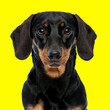 Leinwandbild Motiv beautiful teckel dachshund dog looking in front and sitting