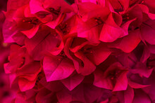 Pink Macro Flower,Red Pink Hibiscus Flower Background. Pink Hibiskus Petals Texture. Bright Red Hibiscus Blossom, Close Up Macro. Red Full Bloom Background. Banner. Viva Magenta Color