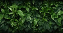 Lush Green Foliage Texture, Showcasing Detailed Leaves And Vibrant Colors