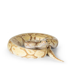 Fototapete - Cute yellowish ball python, curled up. Fac up towards camera, looking with a smiley face to lens. Isolated on a white background.