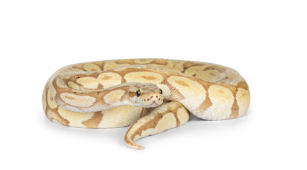 Fototapete - Cute yellowish ball python, curled up. Head on body, looking bedise camra. Isolated on a white background.