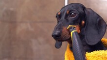Charming, Sleek Dog Dachshund In Yellow Robe Stands In Bathroom, Shaves His Whiskers With Trimmer, Takes Care Of His Skin, Preens Himself Advertising For Grooming Salon For Pets, Barbers For Children