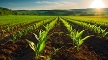 Agriculture Shot Rows Of Young Corn Plants Growing On A Vast Field With Dark Fertile Soil Leading To The Horizon