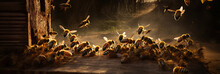 Bees Entering And Exiting Their Beehive 