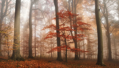 Wall Mural - Red tree standing out in a dreamy scene in a foggy autumn forest, with soft painterly light 