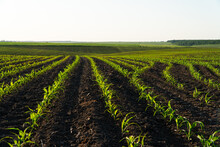 A Field With Small Corn Plants. Beautiful Organic Corn Field