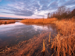 Wall Mural - Calm Lake with Reeds glowing at sunrise