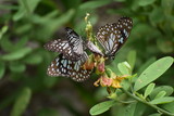 Fototapeta Krajobraz - butterfly on a flower