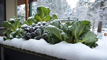 A Winter Garden In Growing Zone Is Filled With Broccoli, Kale And Collards Greens. It's Covered In A Fresh Blanket Of Snow, But Is Cold Hardy And Will Recover.
