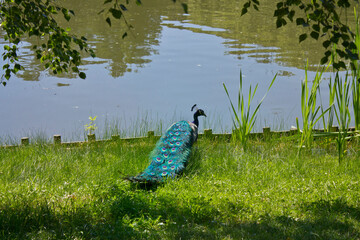 Wall Mural - close-up of a peacock on a lakeside